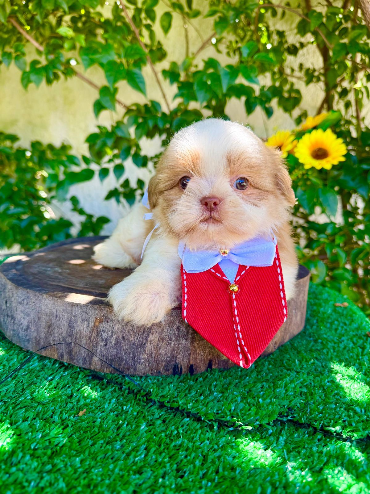 Filhote Shih Tzu